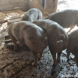 scrofițe pentru reproducere petren - imagine 2