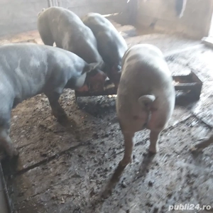 scrofițe pentru reproducere petren