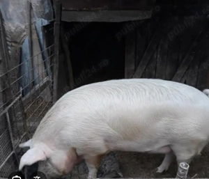 Vand porc pentru sacrificat 130-140 kg