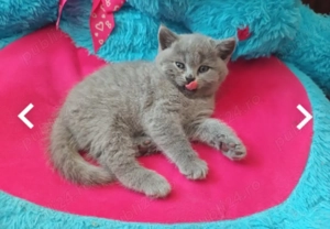 Puiuți Albastru de Rusia disponibili imediat