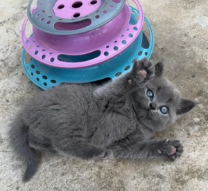 Pui British shorthair blue  - imagine 7