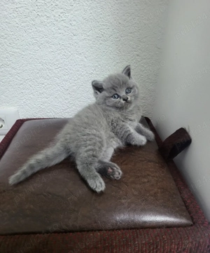 Pui British shorthair blue  - imagine 10
