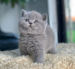 Cea mai frumoasă fată British Shorthair Blue! Merită văzută! Asigur transport 