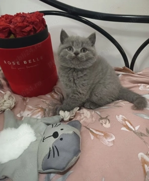Pui British shorthair blue  - imagine 9
