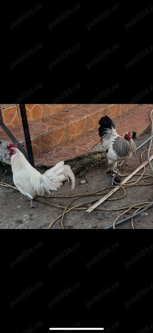 Vând găini diferite rase  - imagine 2