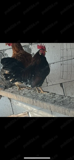 Vând găini diferite rase  - imagine 3