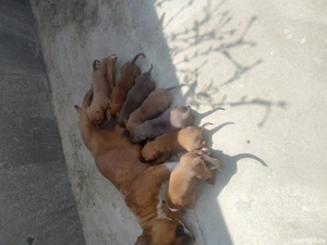 puiuți Amstaff  - imagine 3