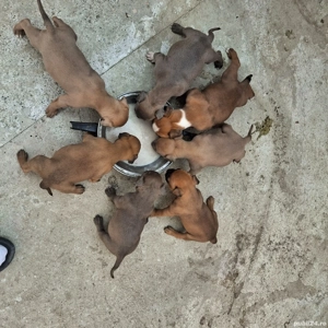 puiuți Amstaff  - imagine 2