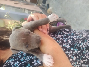 puiuți Amstaff  - imagine 4