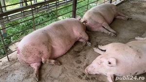    Vând 4 porci rasa PIC 300-350 kg  - imagine 2