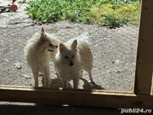 vand doua femele de pomeranian spitz - imagine 2