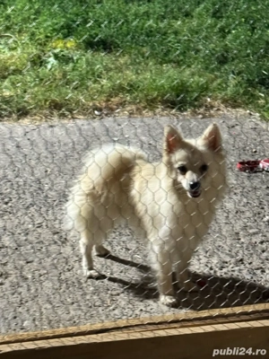 vand doua femele de pomeranian spitz - imagine 3