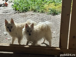 vand doua femele de pomeranian spitz