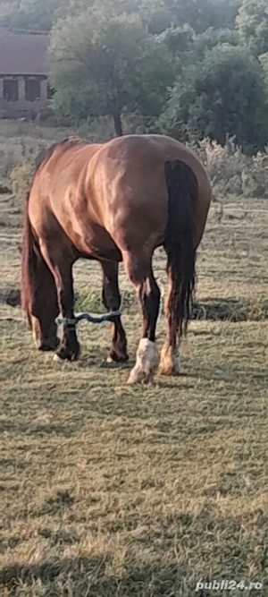 Vand iapa! - imagine 2