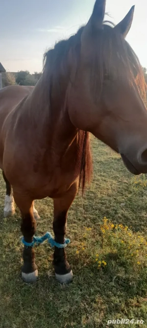 Vand iapa! - imagine 4