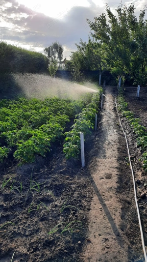 Casa de vânzare Lovrin  - imagine 4