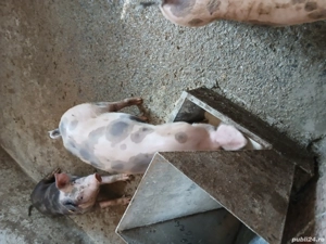 Purcei Pietrean Duroc