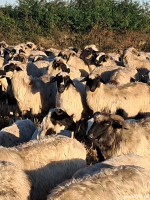 vand oi breze  - imagine 3