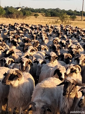 vand oi breze  - imagine 2