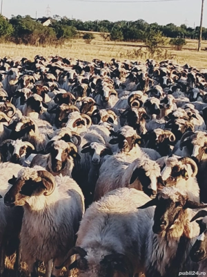 vand oi breze  - imagine 4