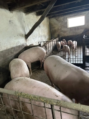 Vand porci-soldani - imagine 2