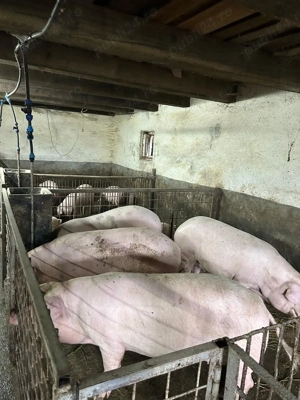 Vand porci-soldani - imagine 3