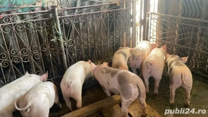 De vanzare purcei!