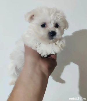 Vand bishon maltez miny toy baietel 