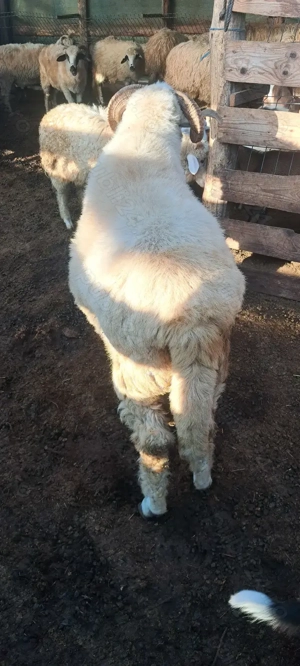 Berbec de vânzare - imagine 2 Berbec de vânzare - imagine 2