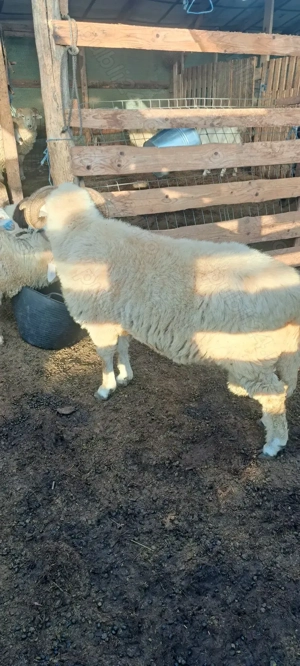 Berbec de vânzare - imagine 3 Berbec de vânzare - imagine 3