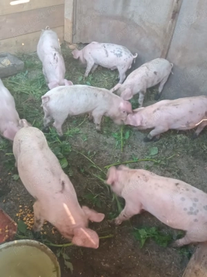 Vând purcei frumosi