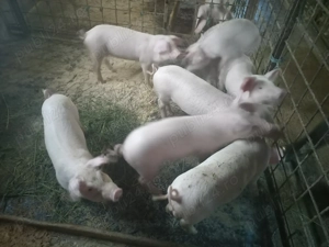 Purcei de 8 săptămâni  - imagine 2