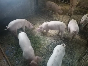 Purcei de 8 săptămâni  - imagine 3