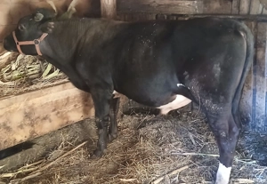 Vând Taur  - imagine 3