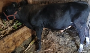 Vând Taur  - imagine 2