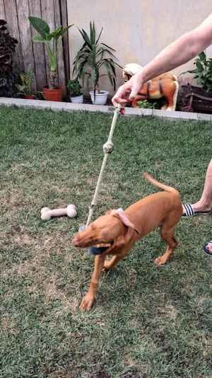 Dev nzare!! Vizsla maghiar  - imagine 3