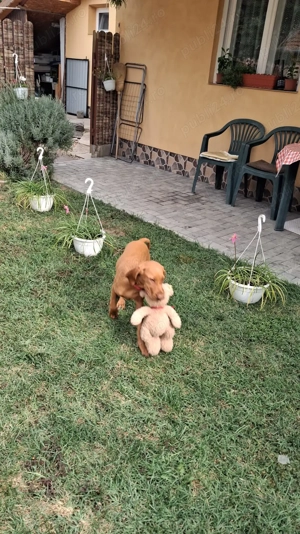 Dev nzare!! Vizsla maghiar  - imagine 4