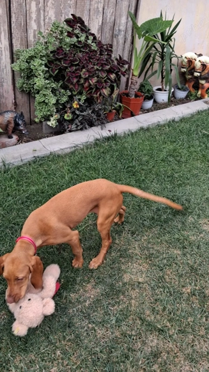 Dev nzare!! Vizsla maghiar 