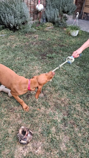 Dev nzare!! Vizsla maghiar  - imagine 2