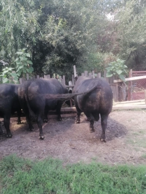 Achiziționez vaci vitei cai de abator 