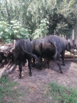 Achiziționez vaci vitei cai de abator  - imagine 2