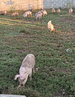 Vând purcei ! - imagine 2 Vând purcei ! - imagine 2