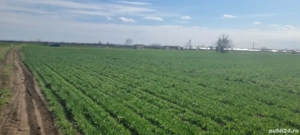 teren de vinzare - imagine 7