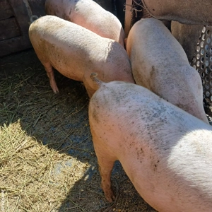 Porci de vânzare! 