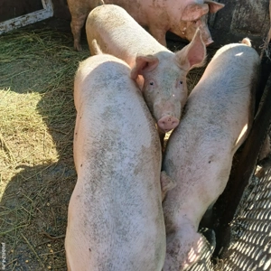 Porci de vânzare!  - imagine 3 Porci de vânzare!  - imagine 3