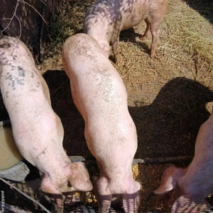 Porci de vânzare!  - imagine 5 Porci de vânzare!  - imagine 5