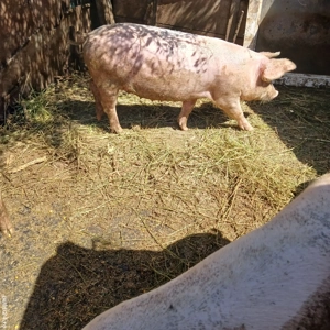 Porci de vânzare!  - imagine 4 Porci de vânzare!  - imagine 4