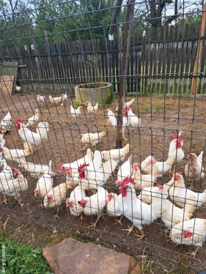 Oua incubat gaini rasa Leghorn alb  - imagine 2 Oua incubat gaini rasa Leghorn alb  - imagine 2