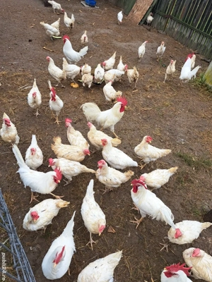 Oua incubat gaini rasa Leghorn alb  - imagine 4 Oua incubat gaini rasa Leghorn alb  - imagine 4