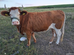 vand juninca  - imagine 2